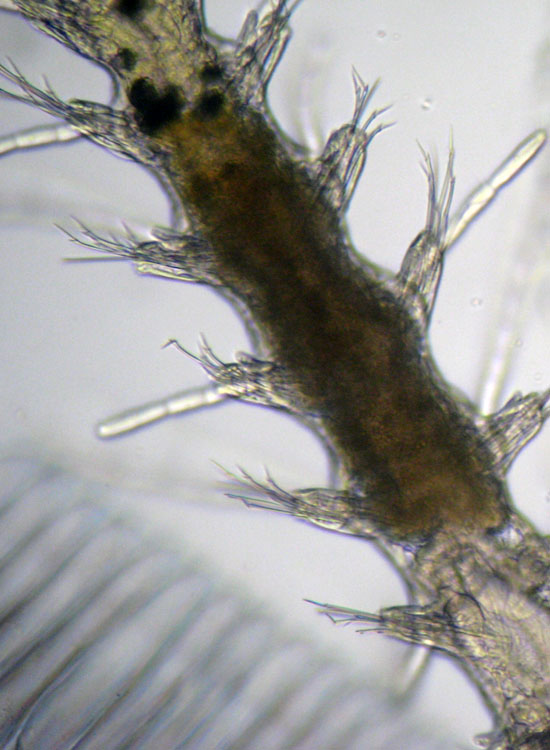 (Micro)mostri marini